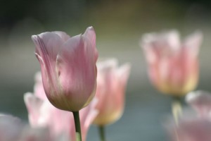 i tulipani